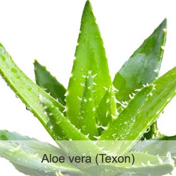 Aloe vera